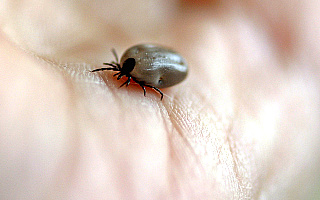 Rośnie liczba chorych na kleszczowe zapalenie mózgu Rośnie liczba chorych na kleszczowe zapalenie mózgu